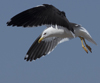1cy fuscus in August, ringed in Finland. (81365 bytes)